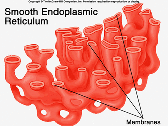 endoplasmic reticulum of a cell